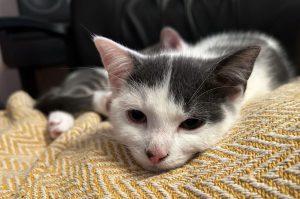 Kattunge ligger på gult teppe