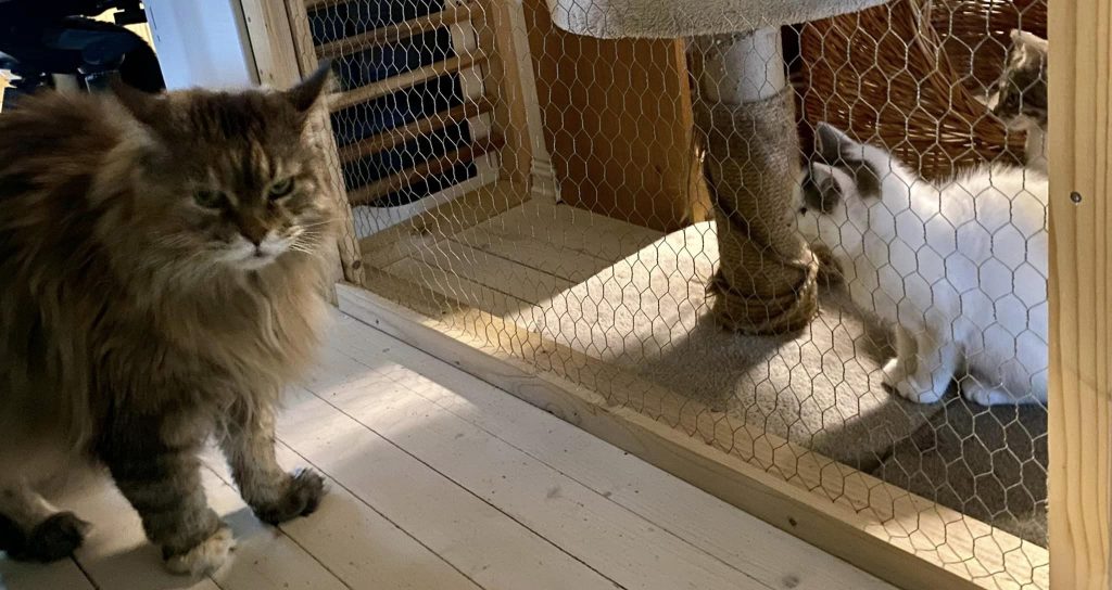 Voksen katt ser kattunger hun synes forstyrrer