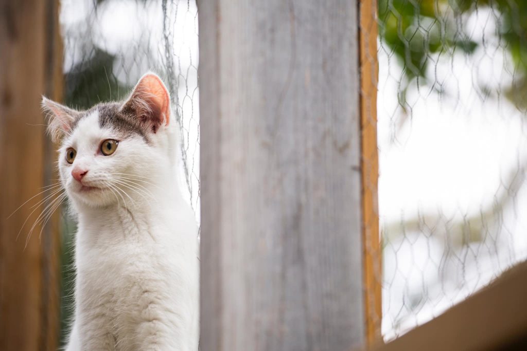 Hvit kattunge sitter på hylle