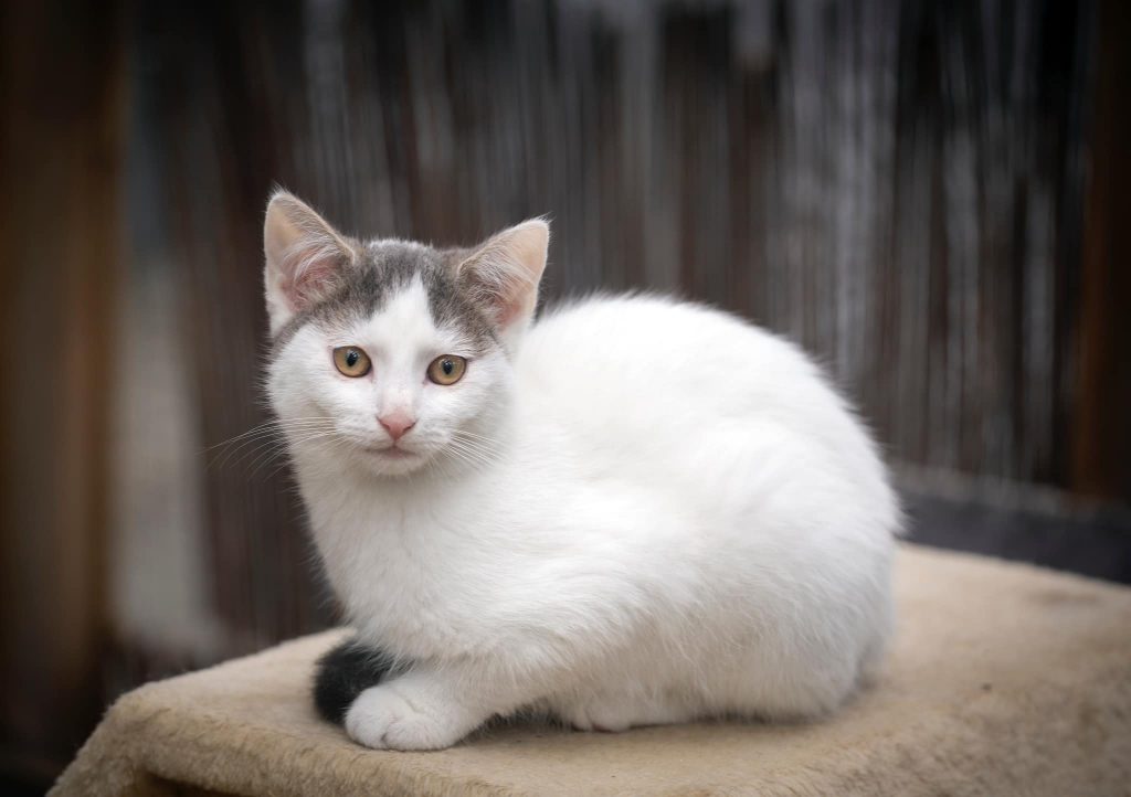 Hvit kattunge med grå ører og panne