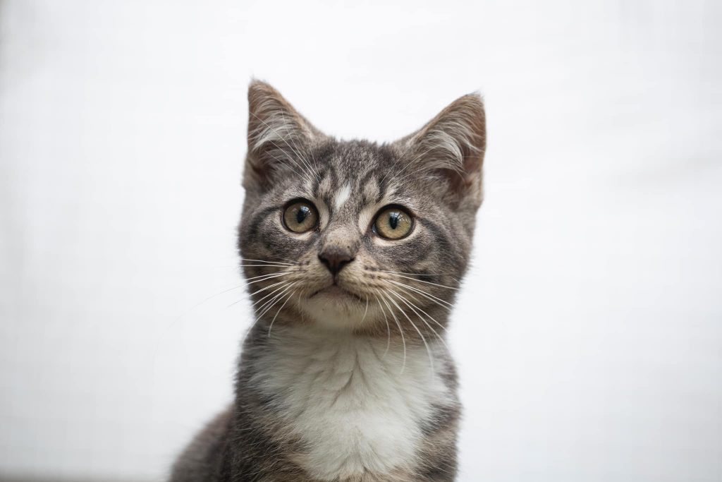 Gråstripet kattunge med hvit hals