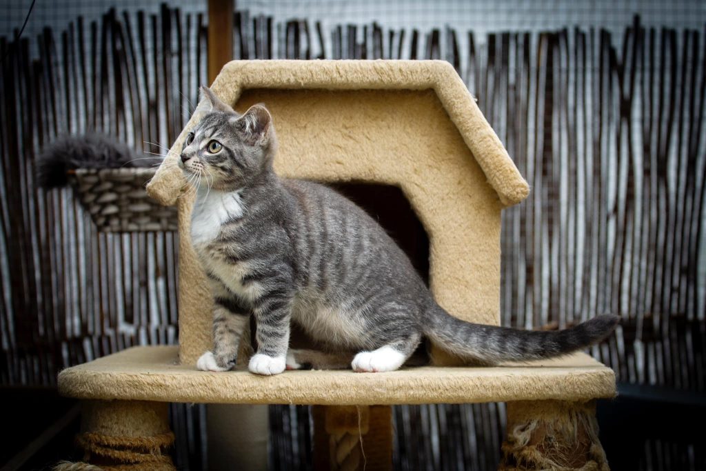 Gråstripet kattunge titter mot det fjerne