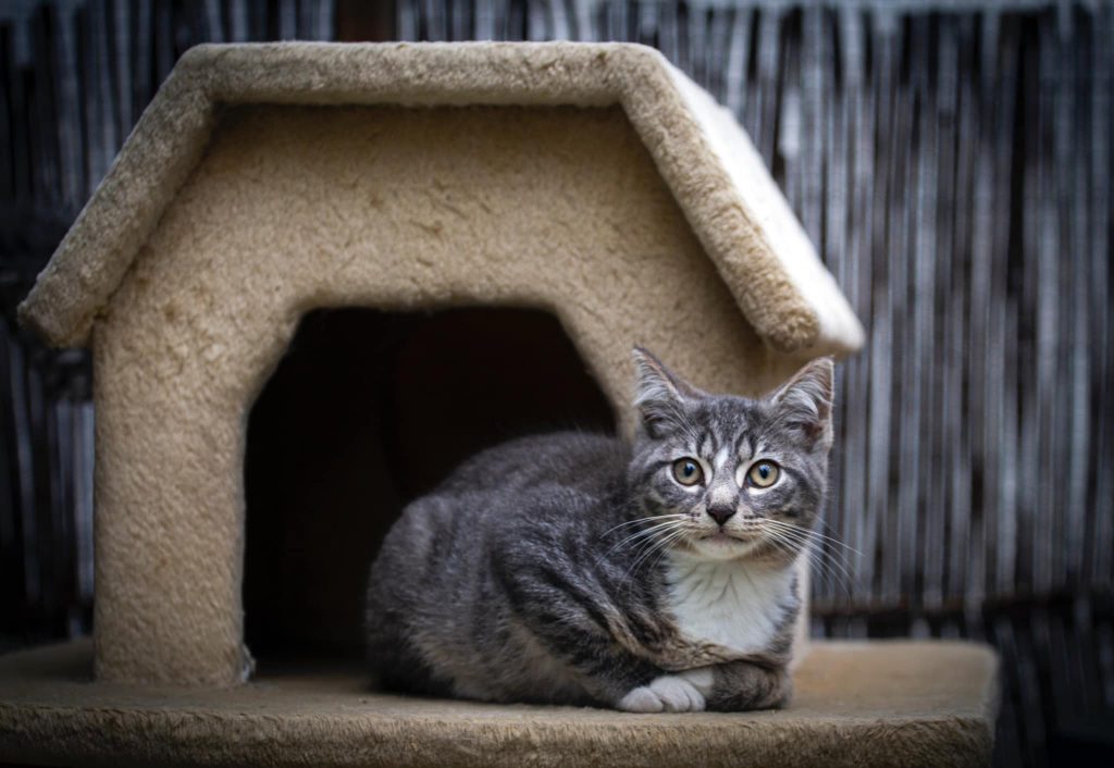 gråstripet kattunge utenfor hulen sin