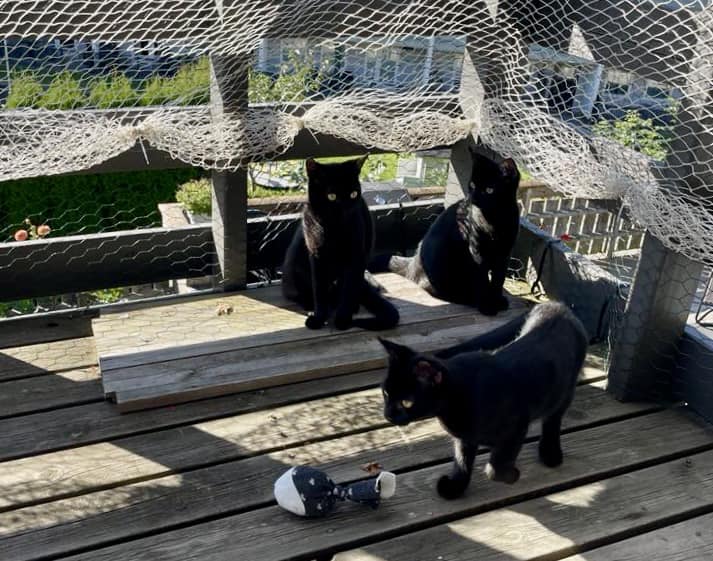 Sorte kattunger på en balkong