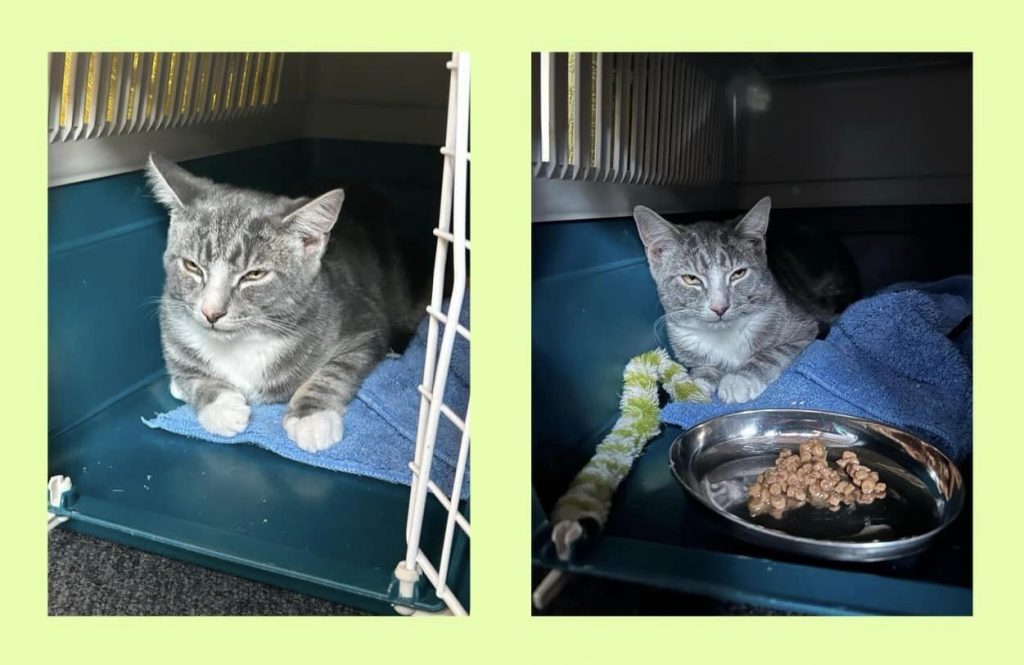 Grå kattunge i transportbur