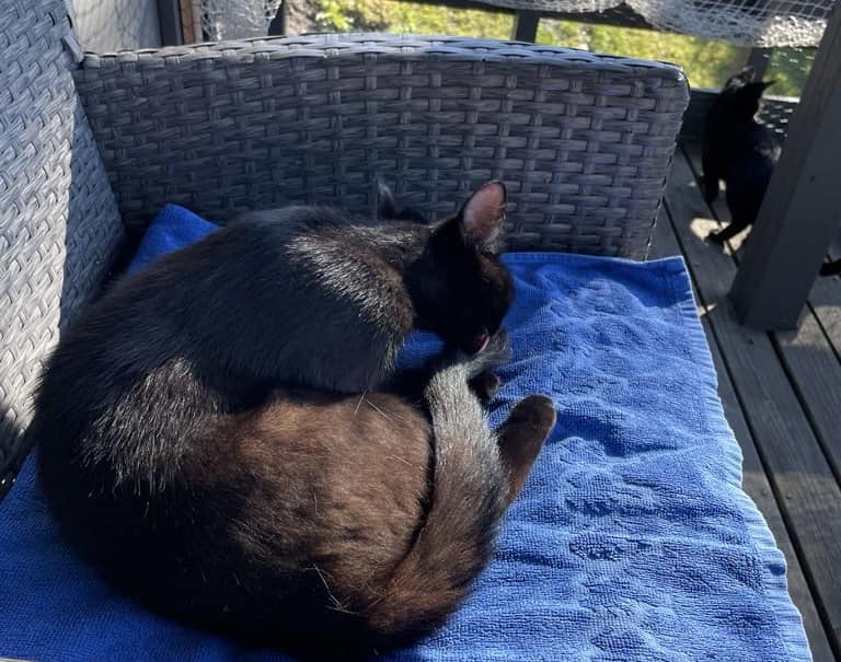 Sort katt ligger og varmer seg i solen