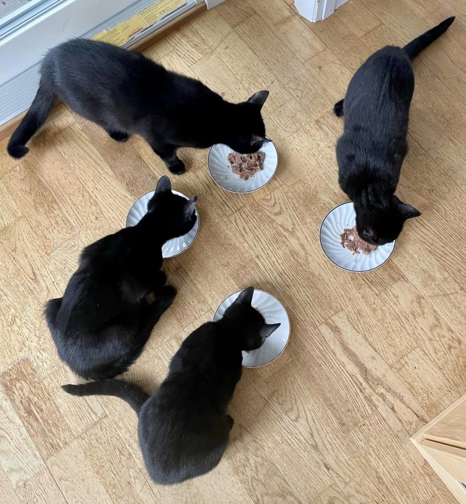 Kattefamile med 4 sorte katter spiser fra hver sin skål