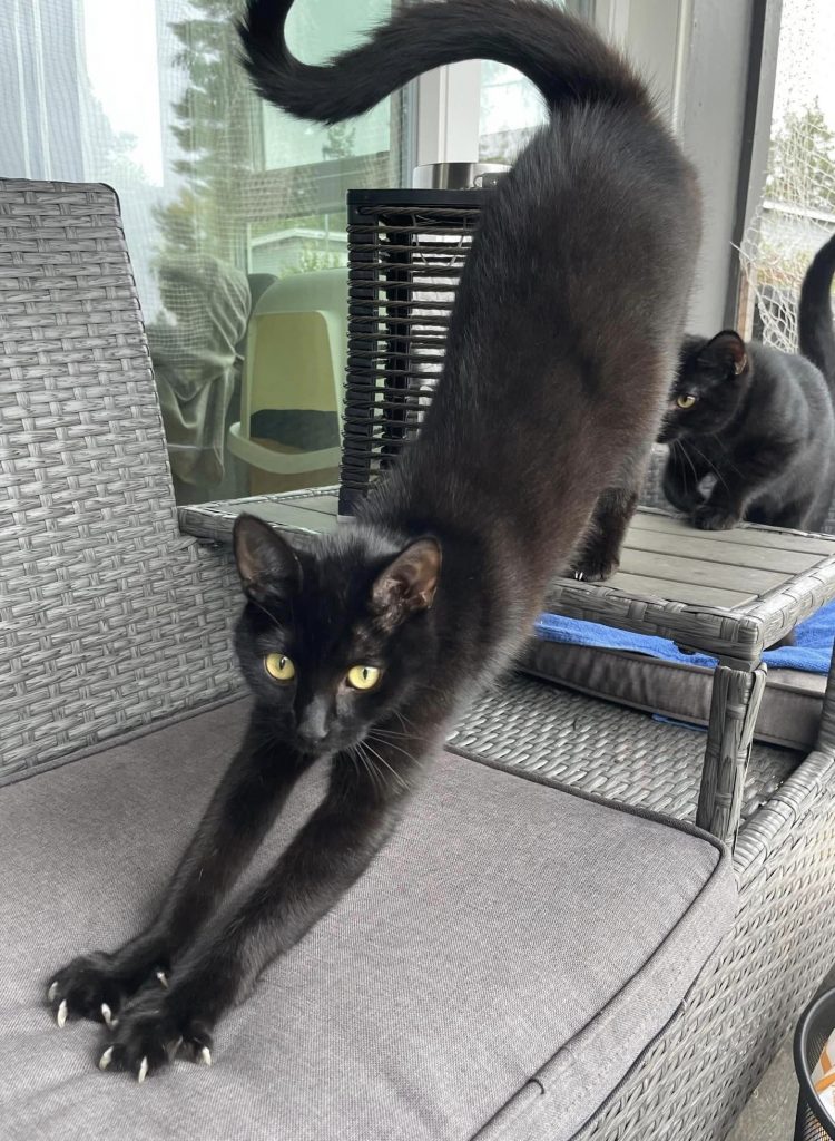 Sort kattunge strekker seg med klørne ut
