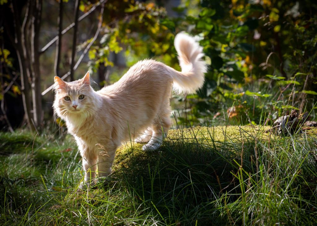 Langhåret katt ute i sollys