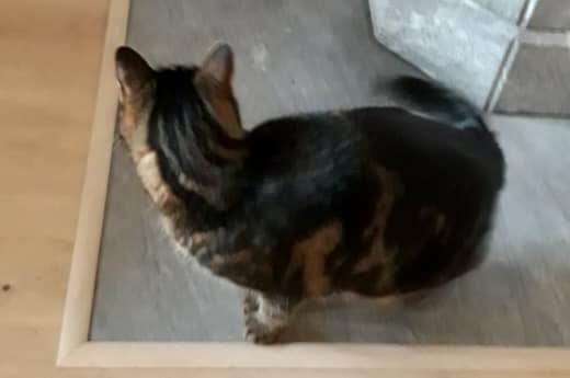 Katt