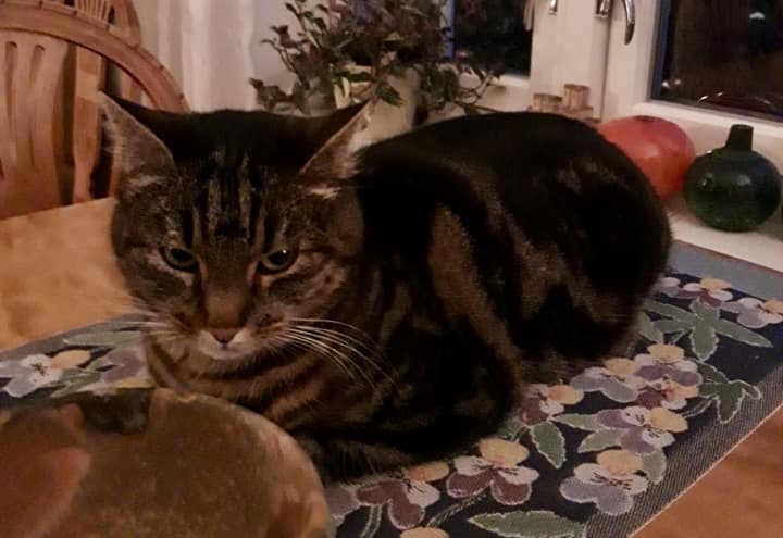 Katt