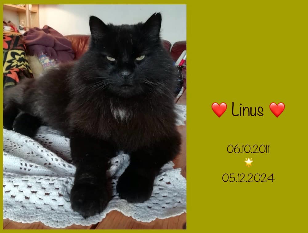 Sort katt Linus