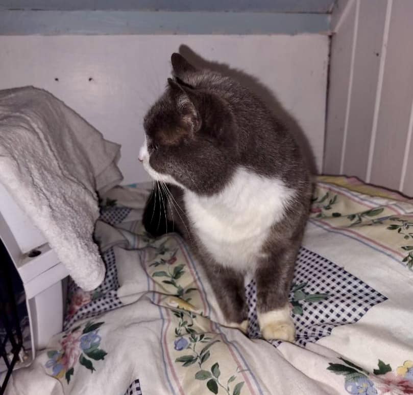 Katt står i senga og titter på en annen katt
