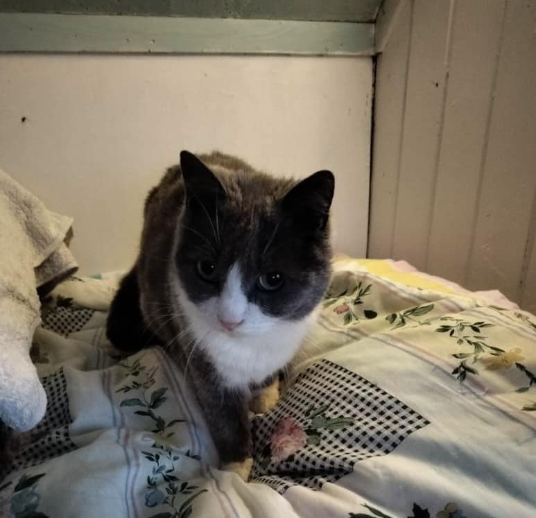 Katt som koser seg i senga