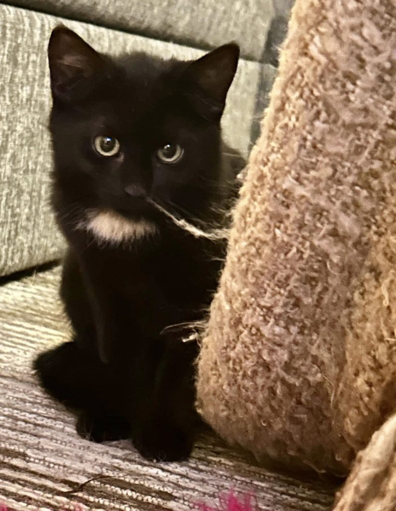 Sort kattunge titter litt forsiktig frem delvis bak en pute