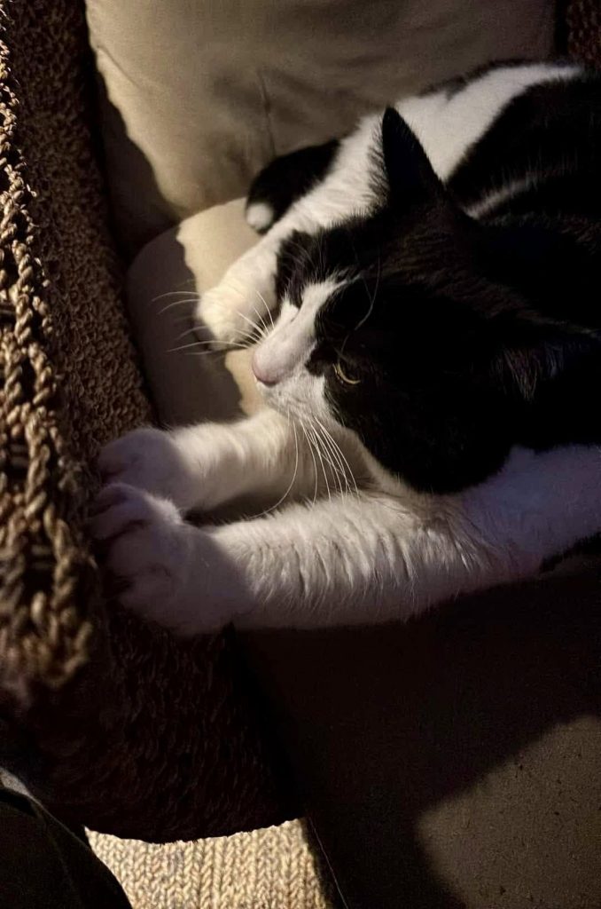 Katt som koser seg i sofaen