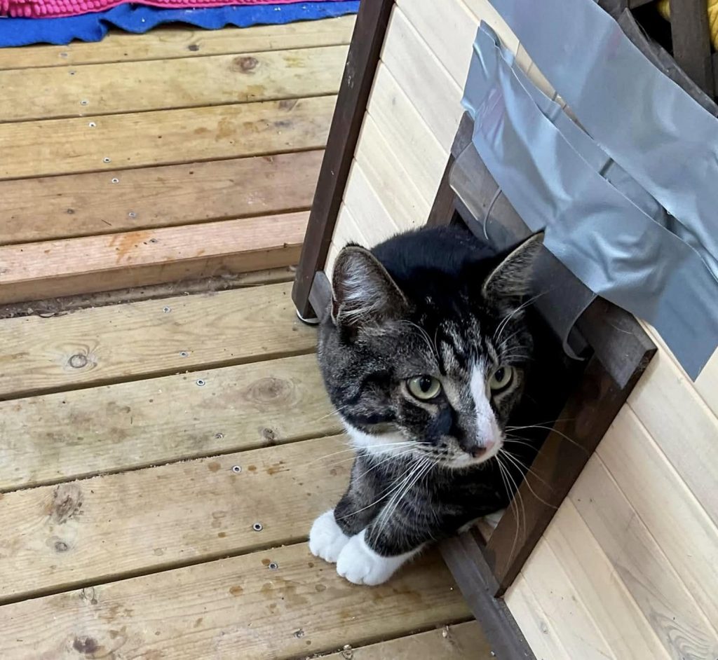 Katt på vei ut gjennom katteluke