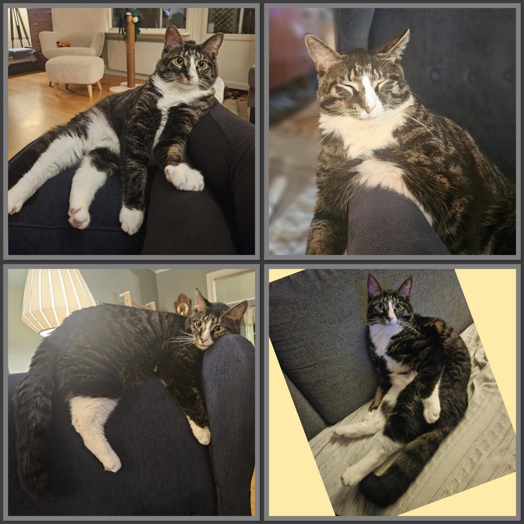 Fotocollage av stripete katt plassedrt på og i ulike møbler