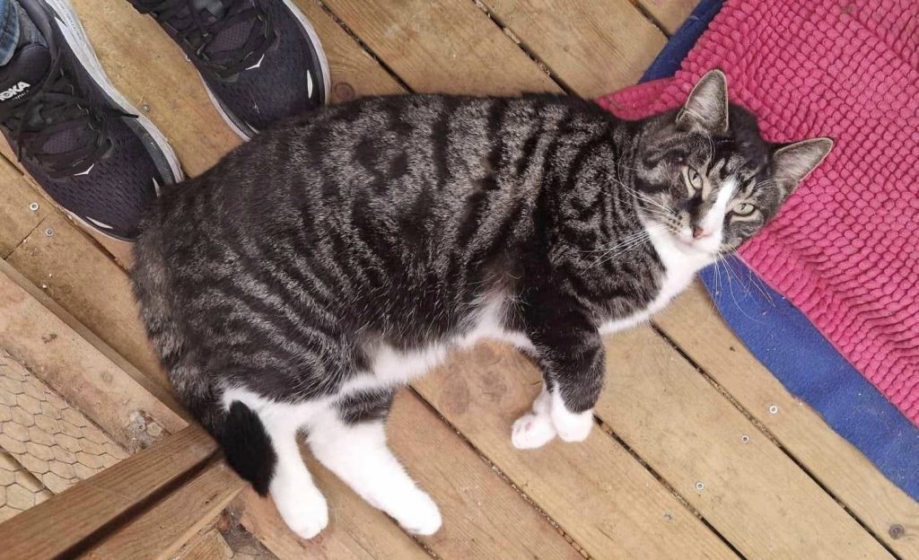 Katt ligger på gulvet ved siden av menneske