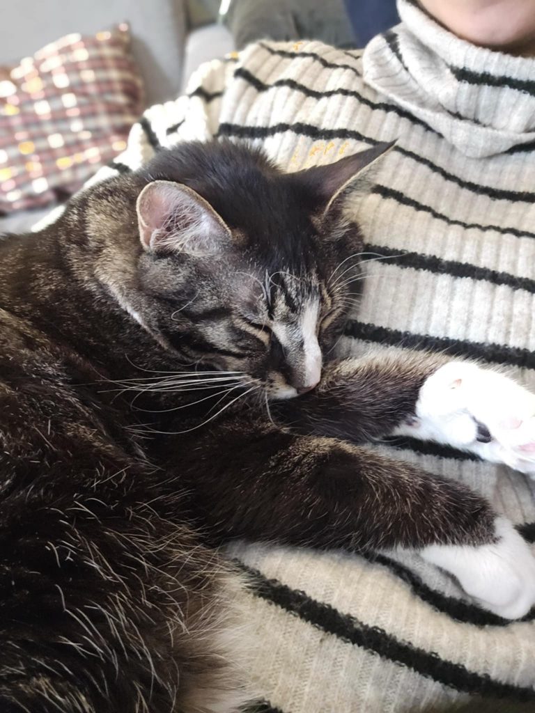 Katt som sover oppå et menneske