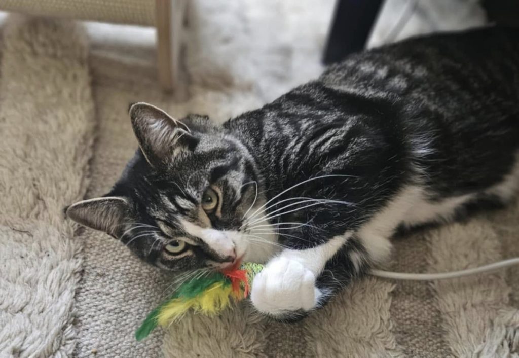 Stripete katt som har fanget leken sin