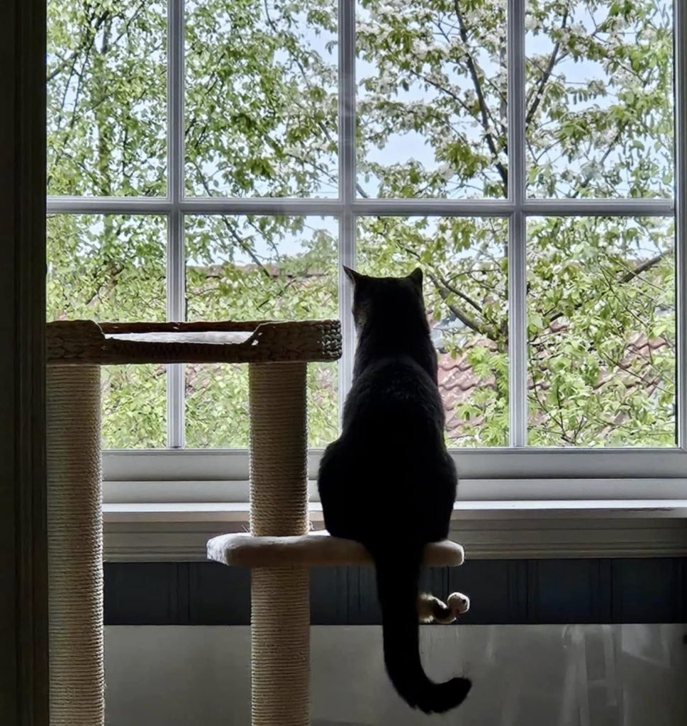 Katt sitter og ser ut av vindu