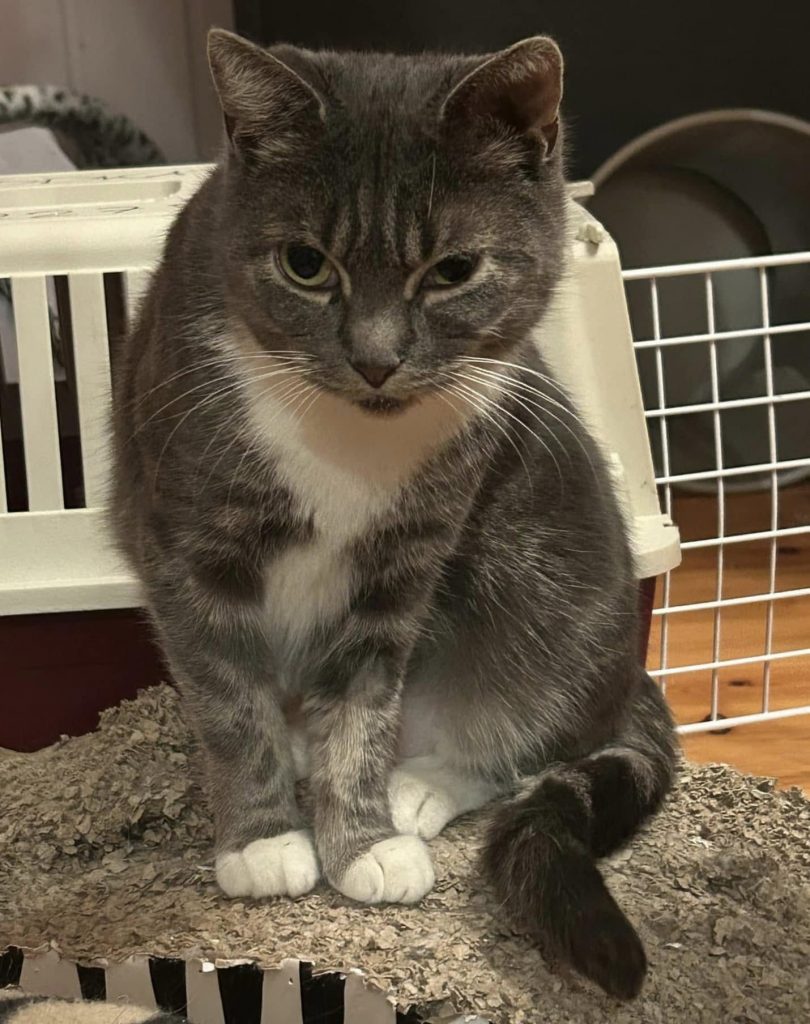Katt ved siden av transportbur
