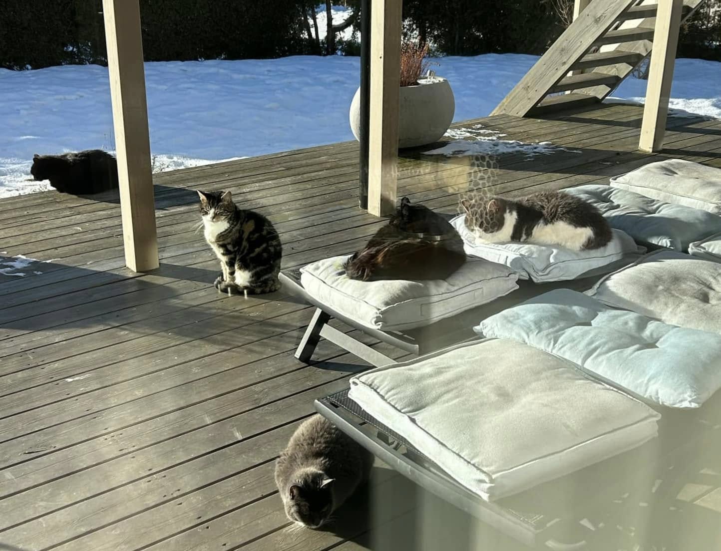 Katter ligger og koser seg i sola