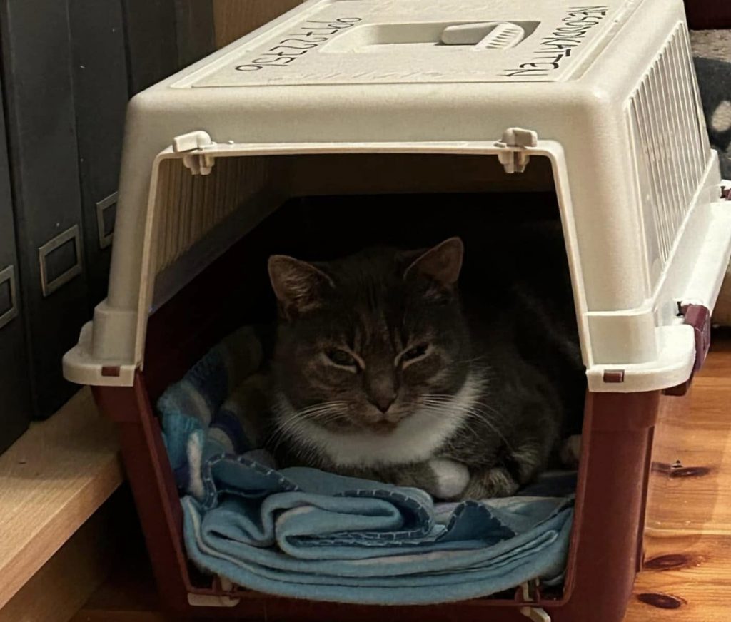 Katt koser seg i buret