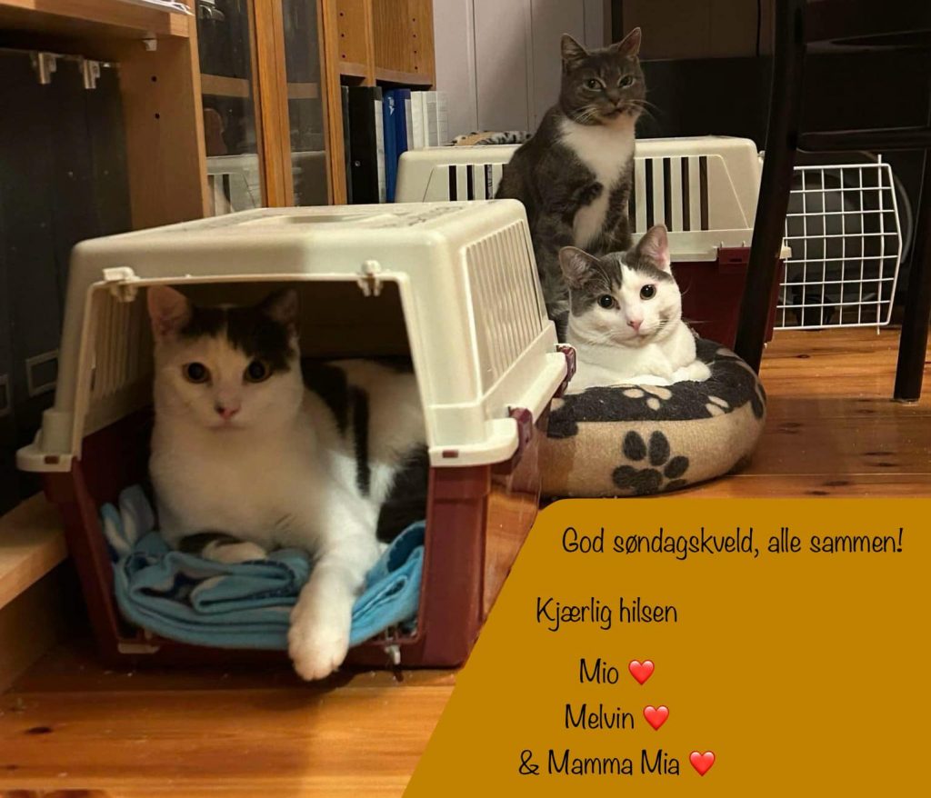 Katter koser seg