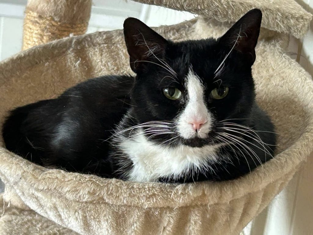 Sort katt med hvite flekker