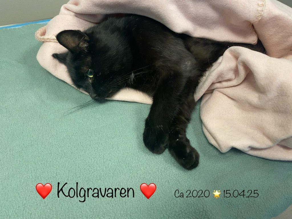 Sort katt