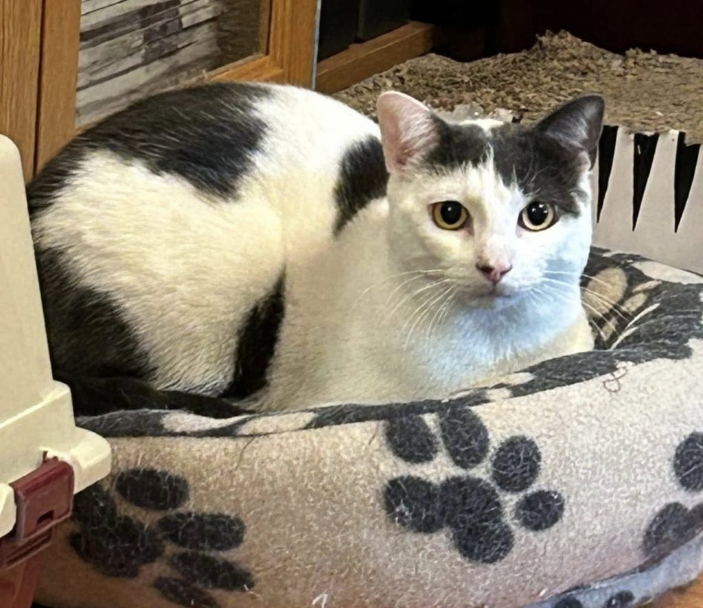 Katt hviler i kurven