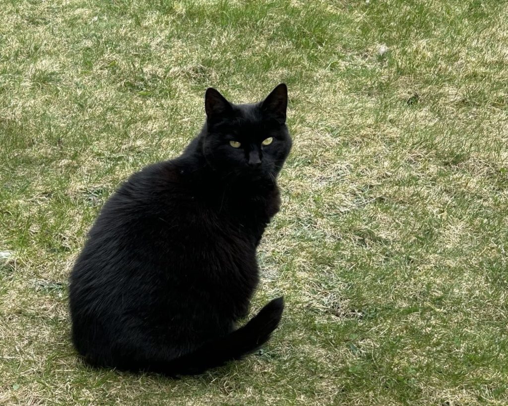 Sort katt ute på gresset