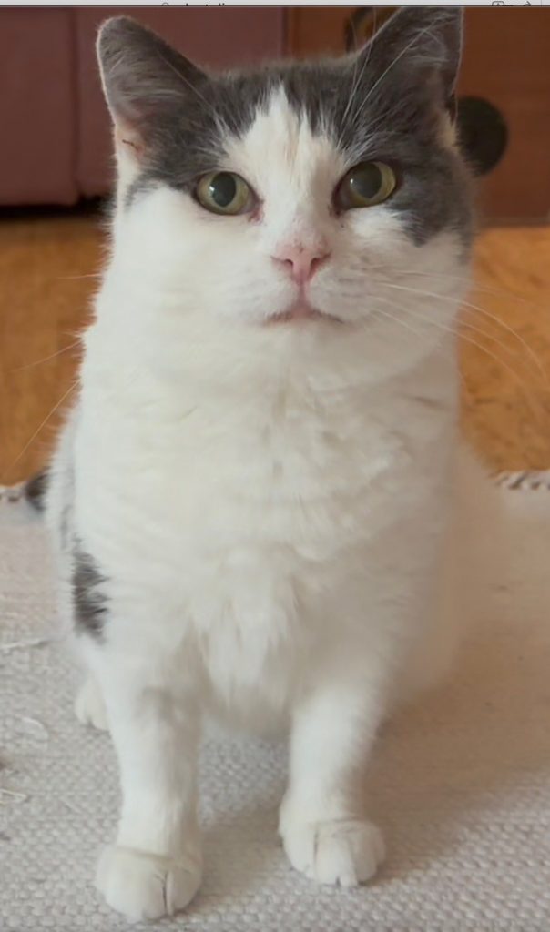 Hvit katt med grått mønster ser i kamera