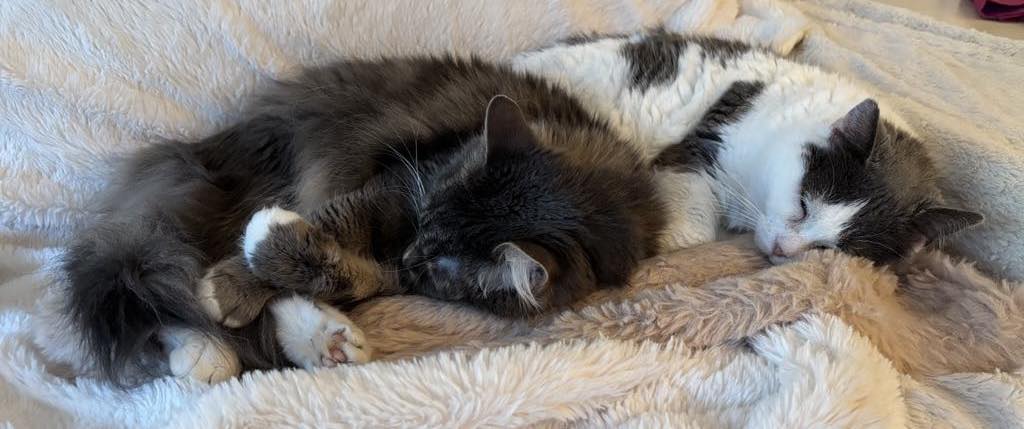 To katter sover