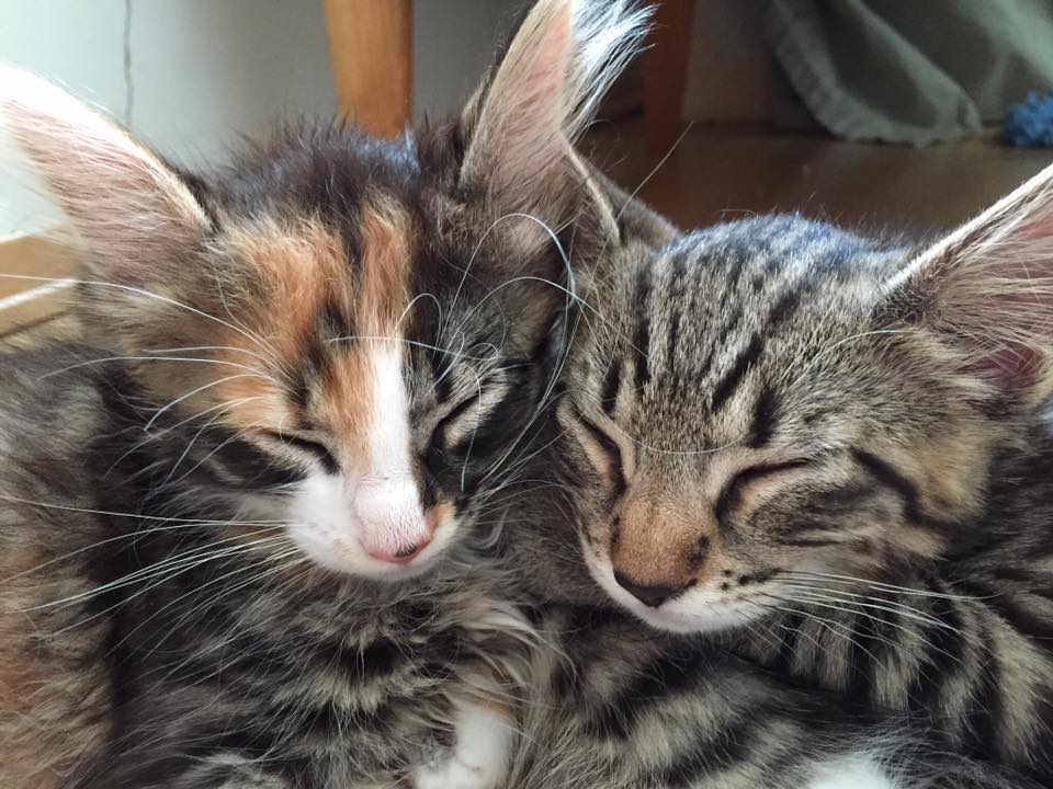 To sæte kattunger koser