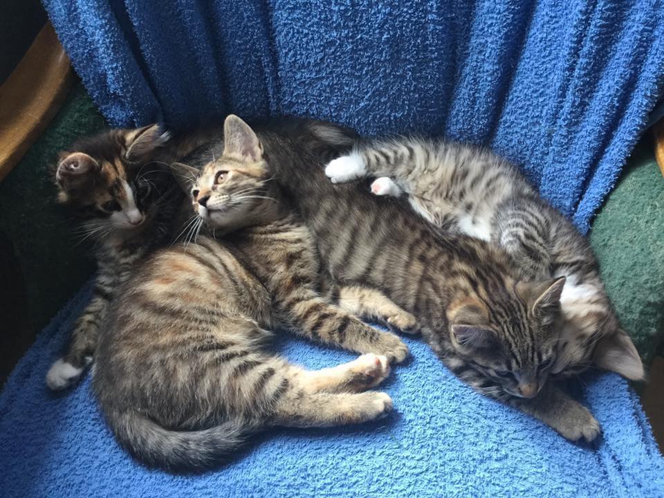 En klump med kattunger koser seg sammen