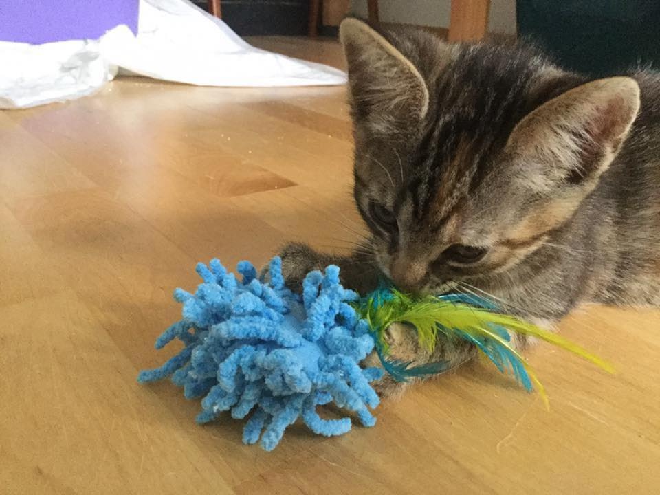 Kattunge leker med en leke