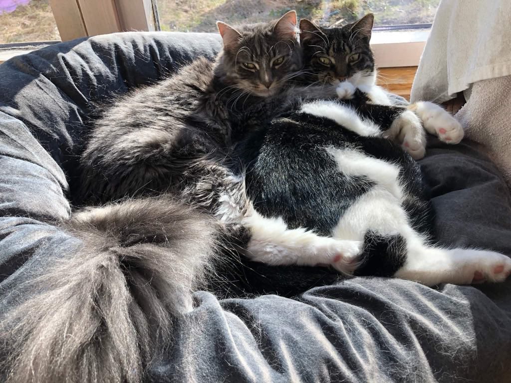 To katter slapper av sammen
