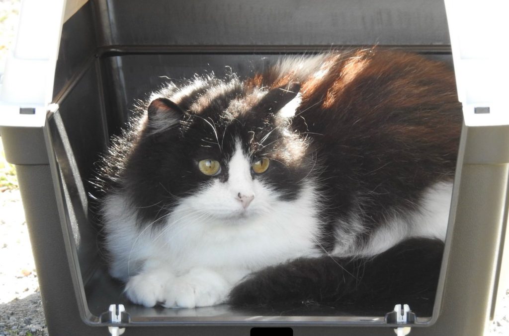 Langhåret katt slapper av i buret