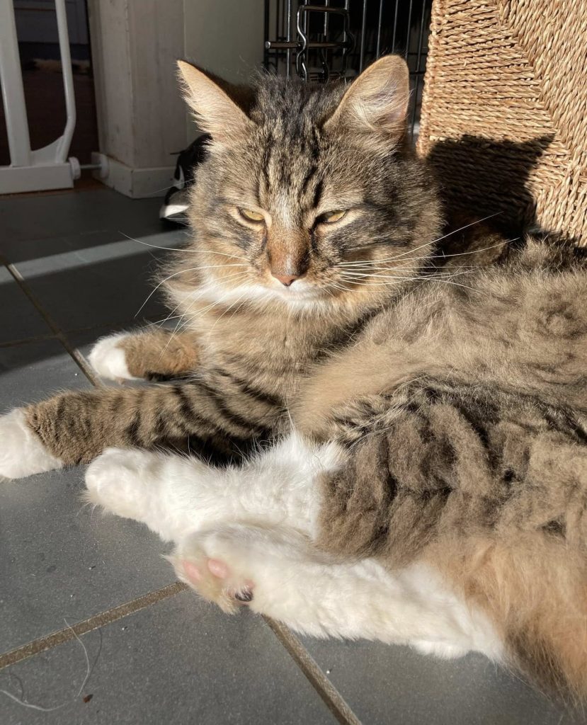 Katt koser seg i sola