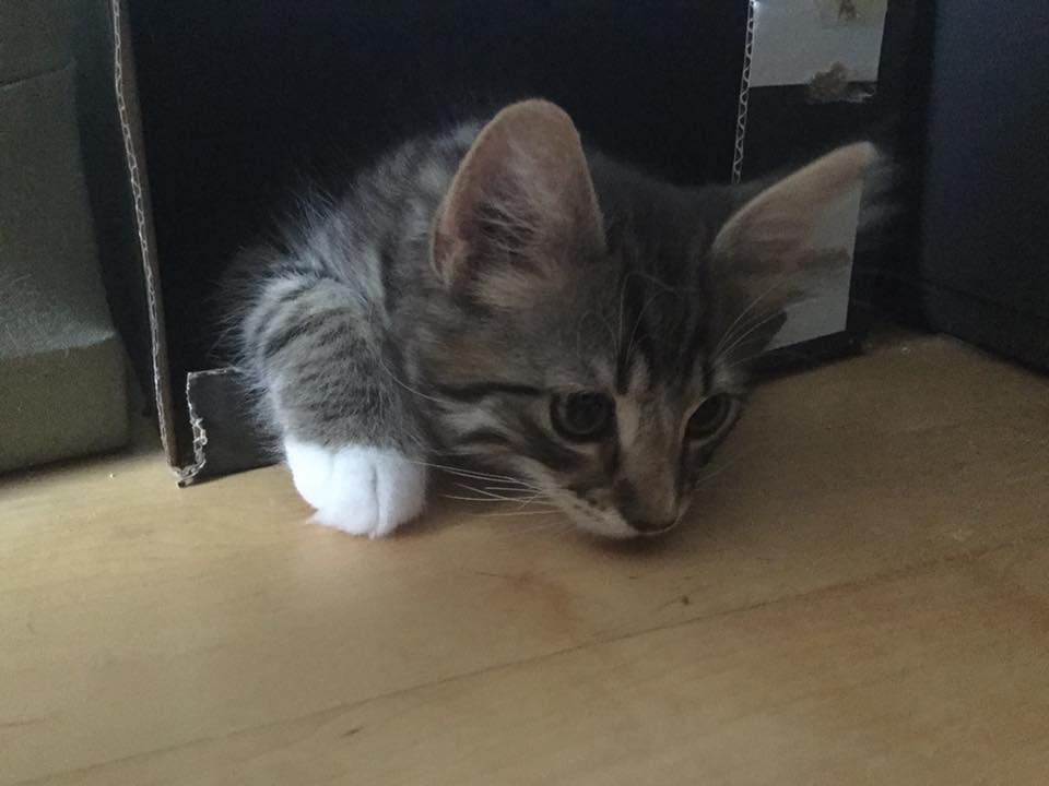 Liten kattunge titter frem