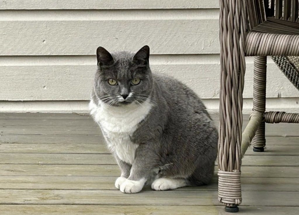 Grå og hvit katt