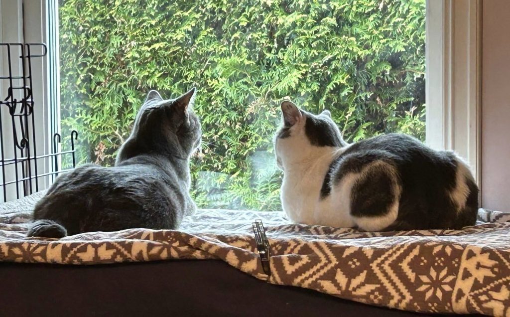 To katter ligger og ser ut vinduet