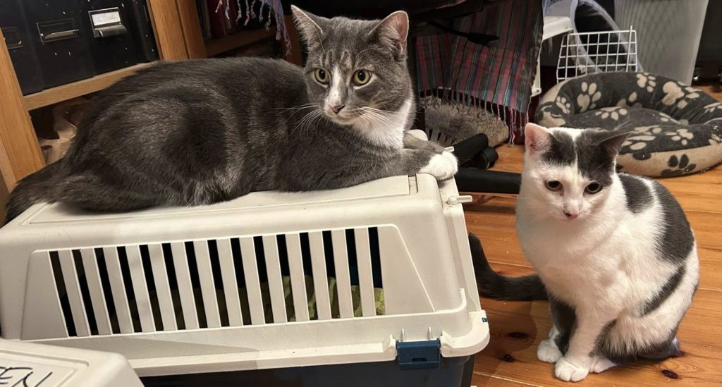 En katt ligger på buret sitt og en sitter ved siden av