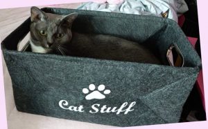 Katt oppe i en kurv