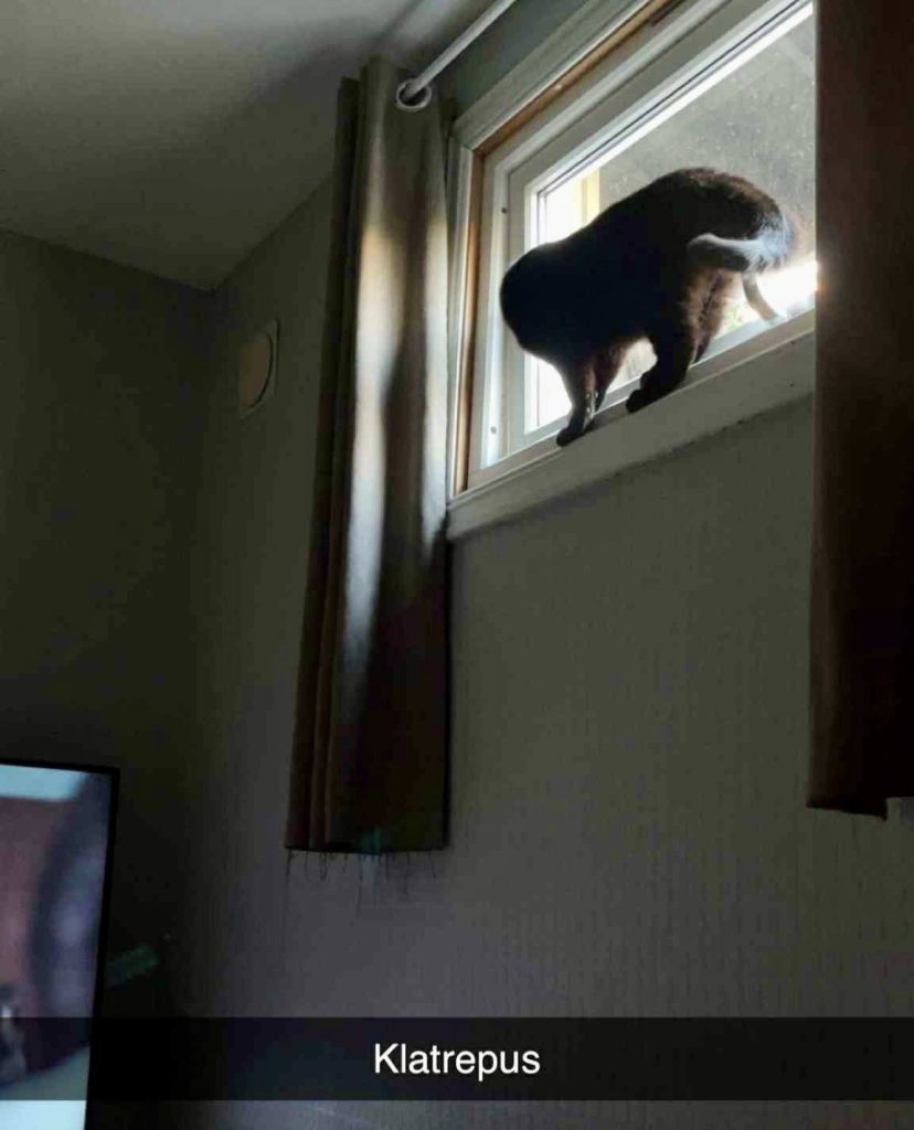 Sort katt i vinduskarm