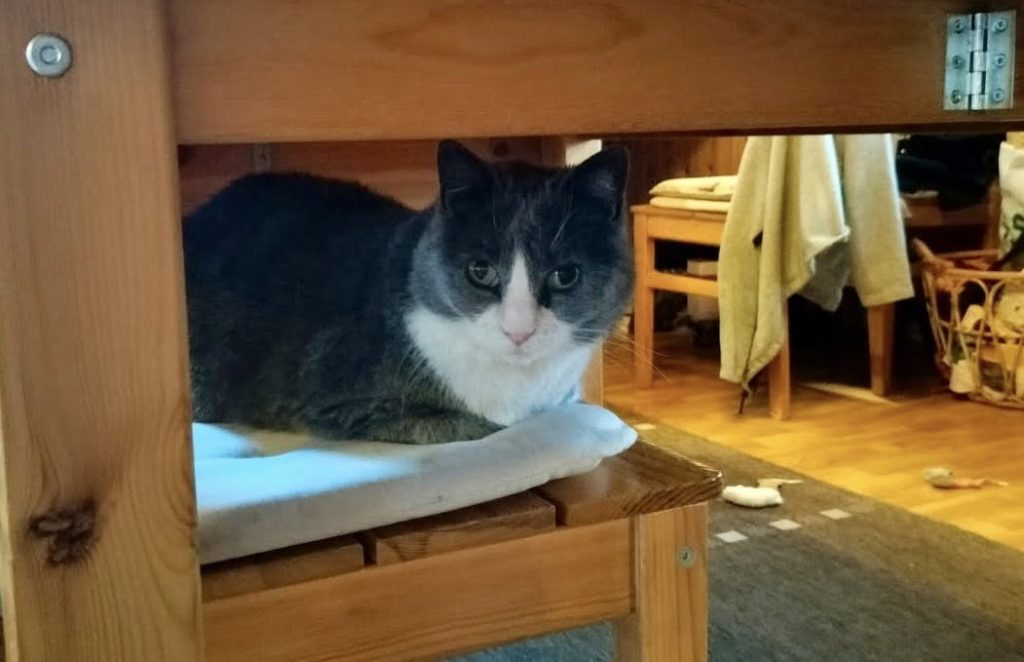 En katt ligger på en stol