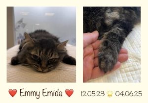 Grå katt